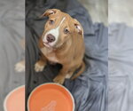 Small #3 Mutt