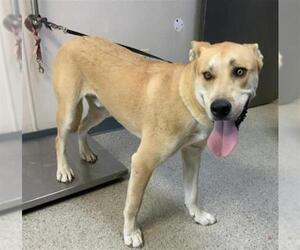Labrador Retriever-Unknown Mix Dogs for adoption in Visalia, CA, USA