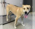 Small Labrador Retriever Mix