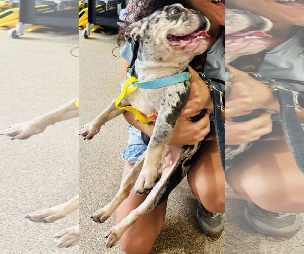 Medium Photo #7 French Bulldog Puppy For Sale in Sanford, FL, USA