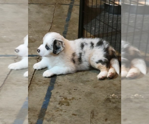 Medium Photo #5 Australian Shepherd Puppy For Sale in SALEM, OR, USA