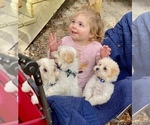 Small Photo #2 Maltese Puppy For Sale in OCKLAWAHA, FL, USA