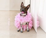 Small Photo #2 Holland Shepherd Puppy For Sale in Dallas, TX, USA