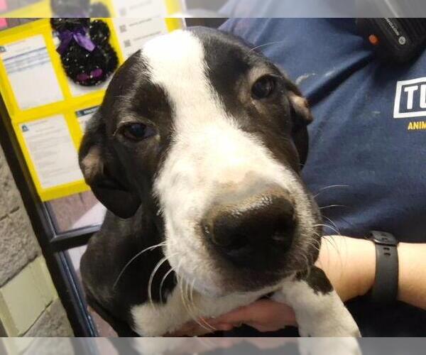 Medium Photo #1 Catahoula Leopard Dog-Unknown Mix Puppy For Sale in Tulsa, OK, USA