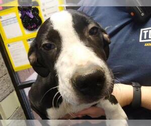 Catahoula Leopard Dog-Unknown Mix Dogs for adoption in Tulsa, OK, USA
