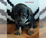 Puppy Little greeny Dachshund
