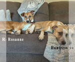 Small #12 German Shepherd Dog Mix