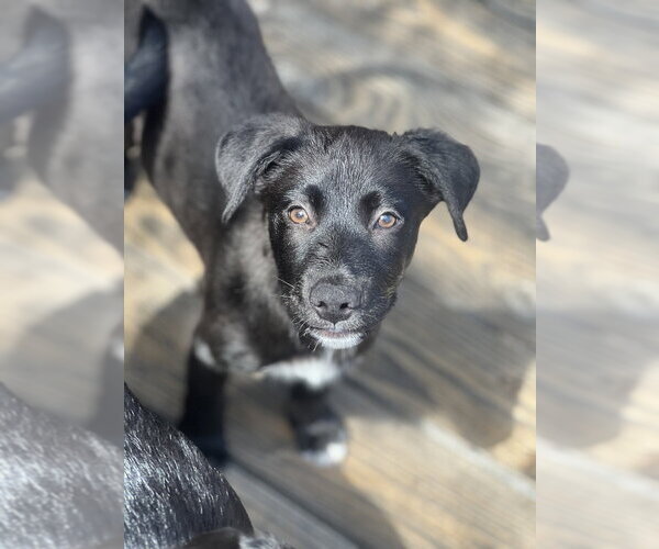 Medium Photo #3 Labrador Retriever-Unknown Mix Puppy For Sale in Dana Point, CA, USA