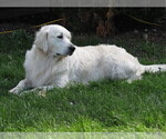 Small Photo #41 English Cream Golden Retriever Puppy For Sale in NORTHWOOD, OH, USA
