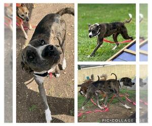 Catahoula Leopard Dog-Unknown Mix Dogs for adoption in San Antonio, TX, USA