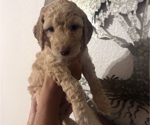 Medium Goldendoodle