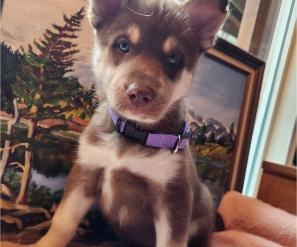 Medium Photo #4 Alaskan Husky Puppy For Sale in YACOLT, WA, USA