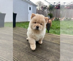 Chow Chow Puppy for sale in CORONA, CA, USA