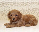 Small #1 Cavapoo