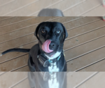 Small Labmaraner