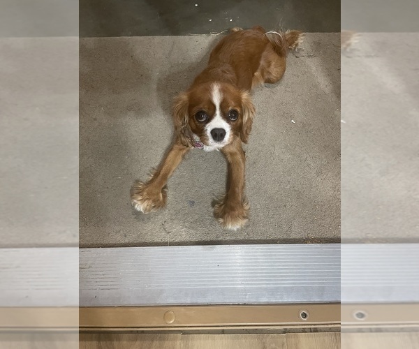 Medium Photo #1 Cavalier King Charles Spaniel Puppy For Sale in KANSAS CITY, MO, USA
