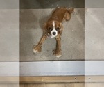 Small Photo #1 Cavalier King Charles Spaniel Puppy For Sale in KANSAS CITY, MO, USA