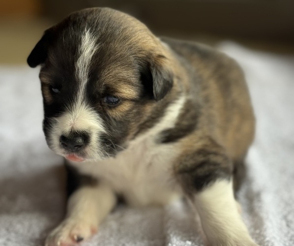 Medium Photo #25 Australian Shepherd-Miniature Australian Shepherd Mix Puppy For Sale in PETERSBURG, IL, USA