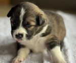 Small #2 Australian Shepherd-Miniature Australian Shepherd Mix