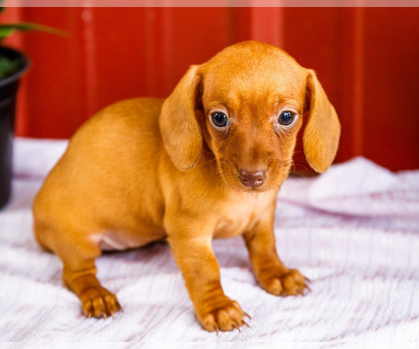 Medium Photo #2 Dachshund Puppy For Sale in WAKARUSA, IN, USA