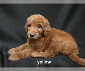 Goldendoodle Puppy for Sale in DUBLIN, Texas USA