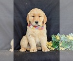 Small #3 Golden Retriever