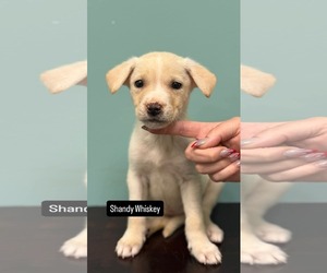 American Pit Bull Terrier-Unknown Mix Dogs for adoption in Duluth, MN, USA