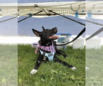 Small #7 American Pit Bull Terrier-German Shepherd Dog Mix