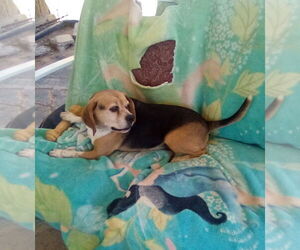 Louie-He's got a sponsor! - Male Puggle Dog for Adoption - Photo #6