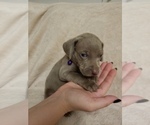 Small Photo #3 Weimaraner Puppy For Sale in DAVENPORT, IA, USA