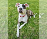Small #2 American Pit Bull Terrier
