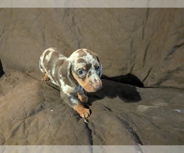 Medium Photo #1 Dachshund Puppy For Sale in GULFPORT, MS, USA