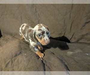 Dachshund Puppy for sale in GULFPORT, MS, USA