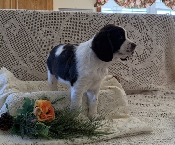 Medium Photo #2 English Springer Spaniel Puppy For Sale in OWEN, WI, USA