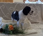 Small #1 English Springer Spaniel