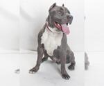 Small #2 American Pit Bull Terrier