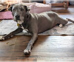 Small #1 American Pit Bull Terrier Mix