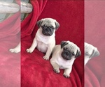 Small Pug