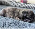 Small Photo #1 Pug Puppy For Sale in YELM, WA, USA