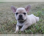 Puppy Queso French Bulldog