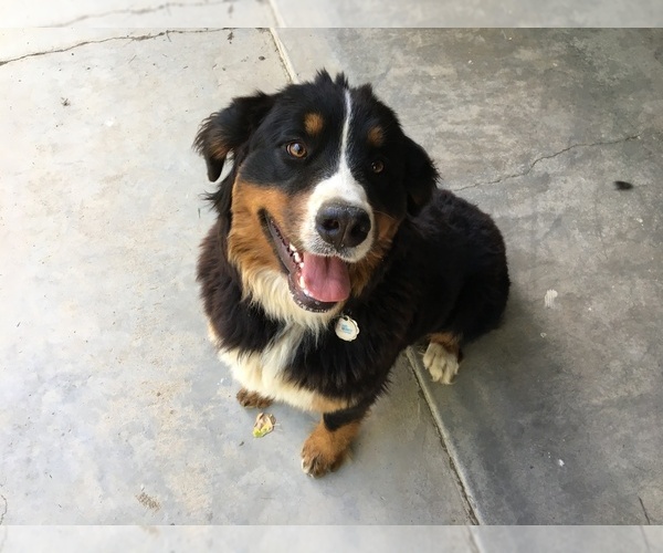 Medium Photo #1 Bernese Mountain Dog Puppy For Sale in BUTTE CITY, CA, USA