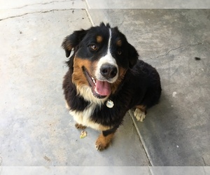 Bernese Mountain Dog Puppy for Sale in BUTTE CITY, California USA