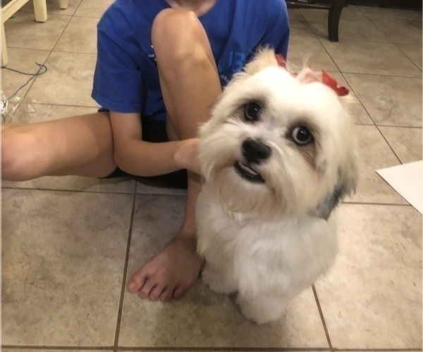 Medium Photo #1 Lhasa Apso Puppy For Sale in GIBSONTON, FL, USA
