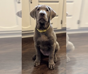 Labrador Retriever Puppy for sale in WAYNESVILLE, OH, USA