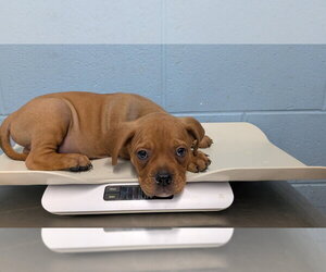 Rottweiler-Unknown Mix Dogs for adoption in Evansville, IN, USA