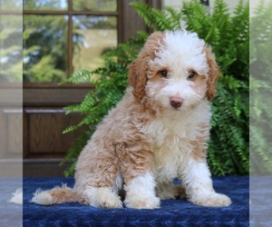 Bernedoodle (Miniature) Puppy for sale in PARADISE, PA, USA