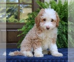Small Bernedoodle (Miniature)