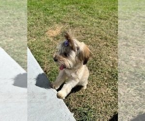 Havanese Puppy for sale in CLEARWATER, FL, USA