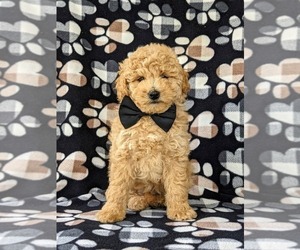 Poodle (Miniature) Puppy for sale in KIRKWOOD, PA, USA