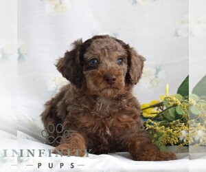 Poodle (Toy) Puppy for sale in GAP, PA, USA